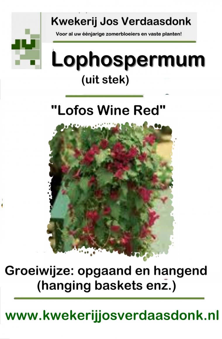 210 lophospermum wine red